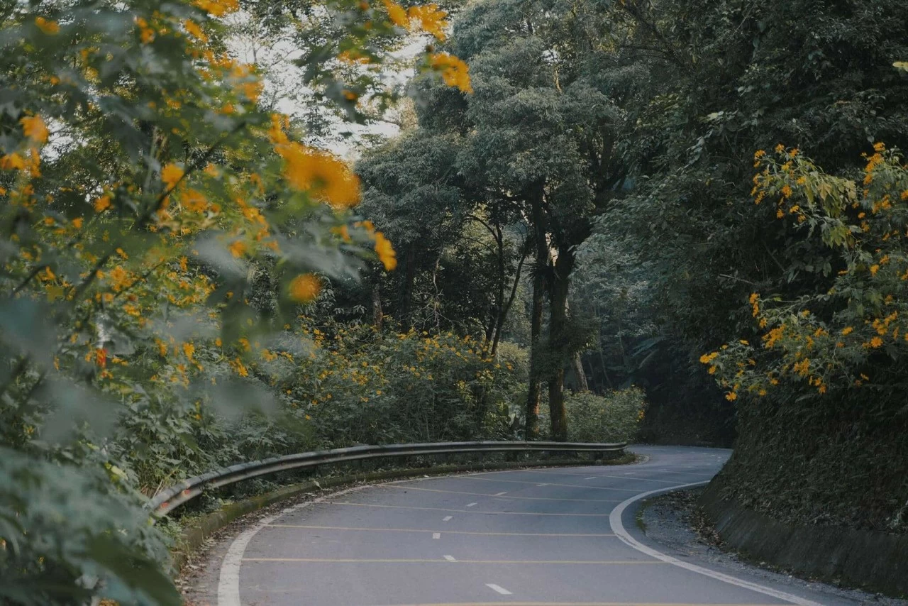 Sắc vàng hoa dã quỳ rợp kín cung đường lên Vườn Quốc Gia Ba Vì, Hà Nội Sắc vàng hoa dã quỳ rợp kín cung đường lên Vườn Quốc Gia Ba Vì, Hà Nội