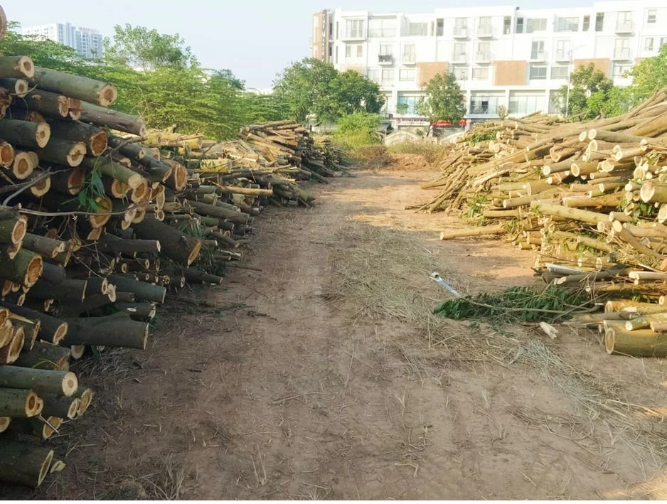 Số phận những cây bị đổ sau bão Yagi ở Hà Nội đã đi về đâu? Số phận những cây bị đổ sau bão Yagi ở Hà Nội đã đi về đâu?