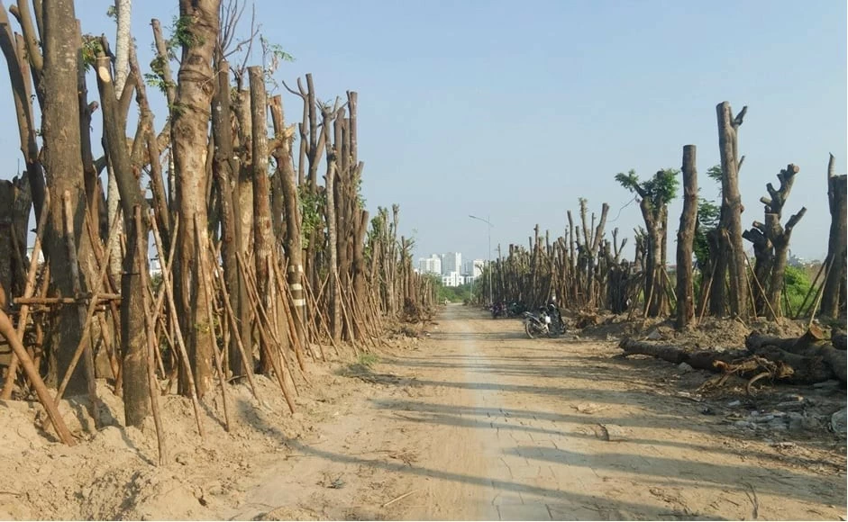 Số phận những cây bị đổ sau bão Yagi ở Hà Nội đã đi về đâu? Số phận những cây bị đổ sau bão Yagi ở Hà Nội đã đi về đâu?