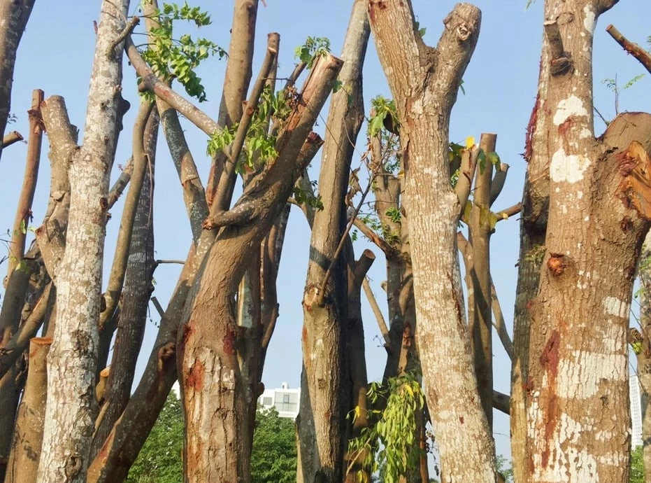 Số phận những cây bị đổ sau bão Yagi ở Hà Nội đã đi về đâu? Số phận những cây bị đổ sau bão Yagi ở Hà Nội đã đi về đâu?