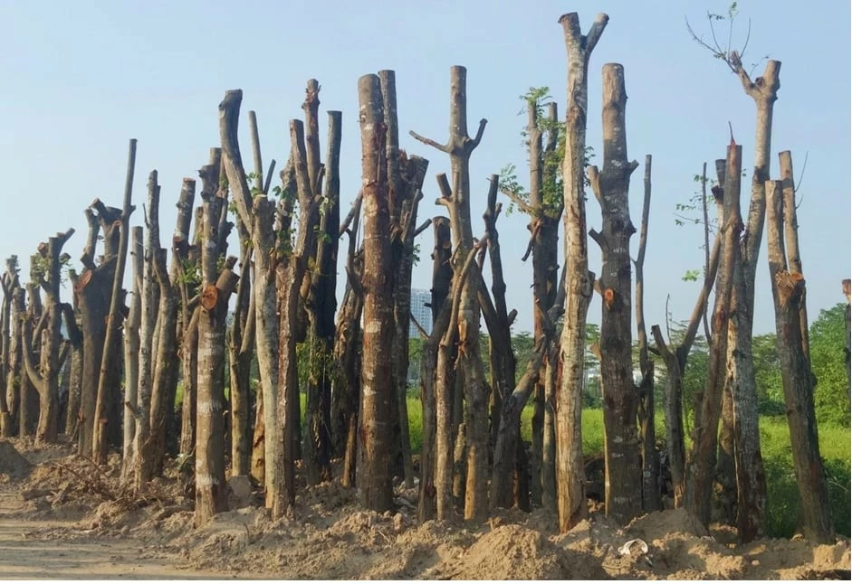 Số phận những cây bị đổ sau bão Yagi ở Hà Nội đã đi về đâu? Số phận những cây bị đổ sau bão Yagi ở Hà Nội đã đi về đâu?