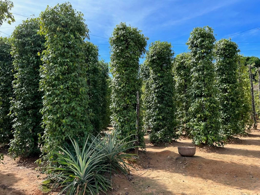 Có lịch sử hàng trăm năm, nghề trồng tiêu trở thành một trong những nghề truyền thống của huyện đảo. (Ảnh: Vinh Hà) Có lịch sử hàng trăm năm, nghề trồng tiêu trở thành một trong những nghề truyền thống của huyện đảo. (Ảnh: Vinh Hà)