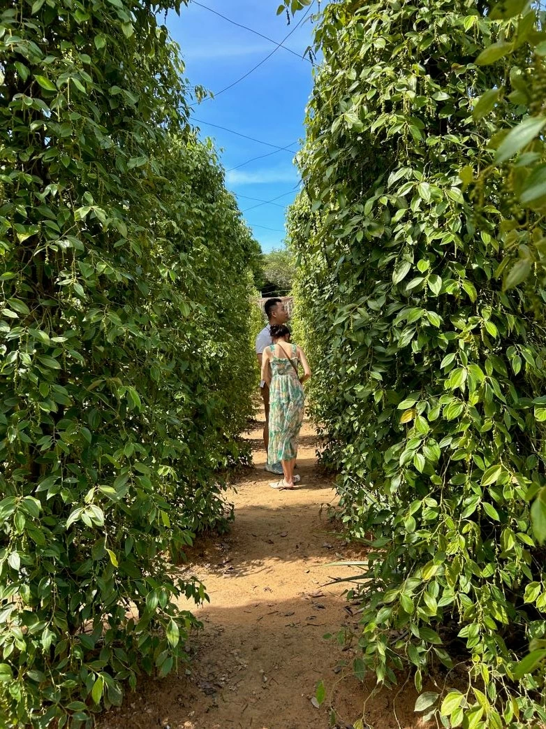 Không chỉ trồng tiêu bán hạt, nhiều nông dân ở huyện Phú Quốc phát triển vùng trồng tiêu đạt tiêu chuẩn GlobalGAP theo hướng dịch vụ du lịch, giúp du khách có điều kiện tìm hiểu, trải nghiệm cách trồng hồ tiêu trên huyện đảo. (Ảnh: Vinh Hà) Không chỉ trồng tiêu bán hạt, nhiều nông dân ở huyện Phú Quốc phát triển vùng trồng tiêu đạt tiêu chuẩn GlobalGAP theo hướng dịch vụ du lịch, giúp du khách có điều kiện tìm hiểu, trải nghiệm cách trồng hồ tiêu trên huyện đảo. (Ảnh: Vinh Hà)