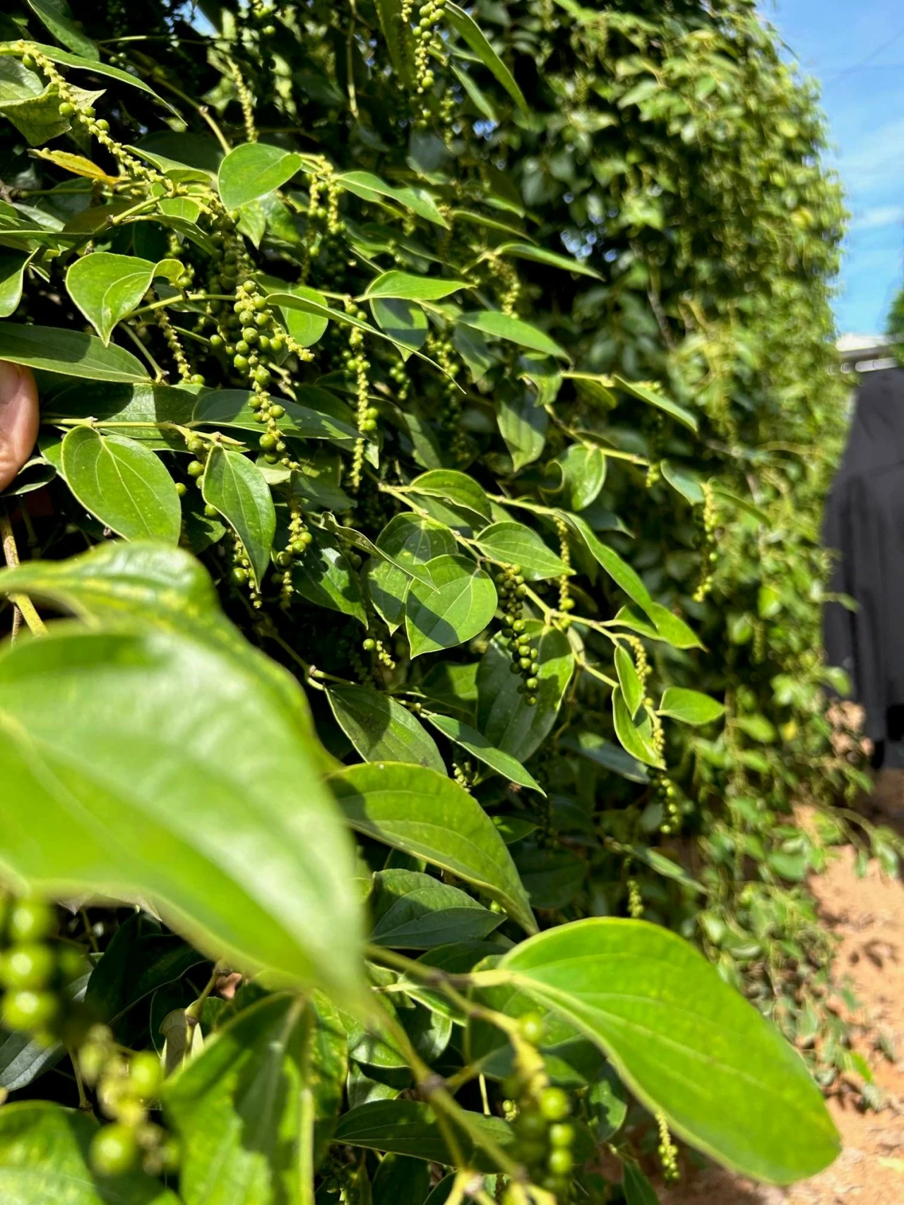 Điều đặc biệt nhất là tiêu trồng ở đảo ngọc có hạt chắc mẩy, vỏ mỏng, vị cay nồng dễ chịu không nơi nào sánh bằng. (Ảnh: Vinh Hà) Điều đặc biệt nhất là tiêu trồng ở đảo ngọc có hạt chắc mẩy, vỏ mỏng, vị cay nồng dễ chịu không nơi nào sánh bằng. (Ảnh: Vinh Hà)