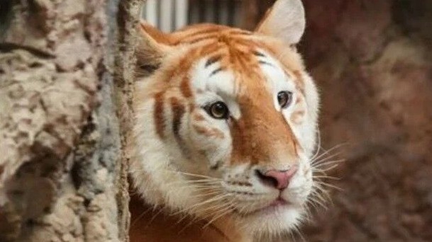 Chú hổ bộ lông đột biến màu vàng hút khách, trở thành hiện tượng trên mạng xã hội