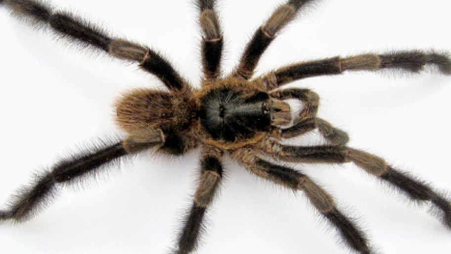 Cuba phát hiện loài nhện mới, kích thước lớn, hoa văn độc đáo, bảo tồn khó khăn