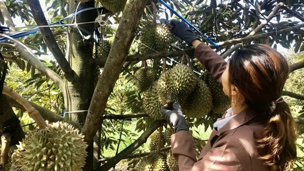 Đắk Lắk có trên 10 mặt hàng nông sản được xuất khẩu chính ngạch sang thị trường Trung Quốc