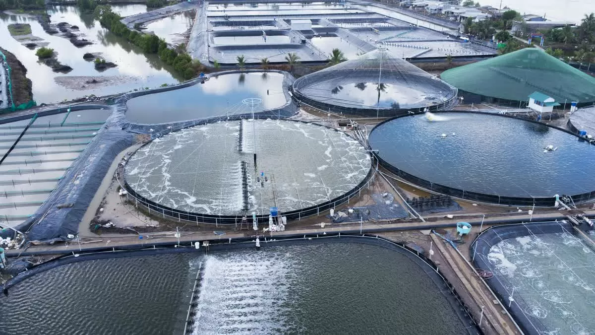 Một khu vực nuôi tôm công nghiệp siêu thâm canh của người dân ở huyện Năm Căn, tỉnh Cà Mau - Ảnh: THANH HUYỀN Một khu vực nuôi tôm công nghiệp siêu thâm canh của người dân ở huyện Năm Căn, tỉnh Cà Mau - Ảnh: THANH HUYỀN