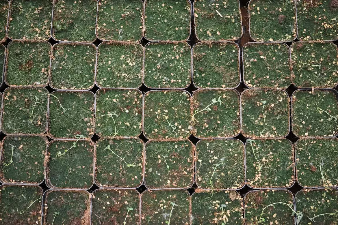 Bên trong khu nghiên cứu và phát triển giống khoai tây trong bối cảnh biến đổi khí hậu ở Trung Quốc Trung Quốc phát triển giống khoai tây sản lượng cao để ứng phó với biến đổi khí hậu