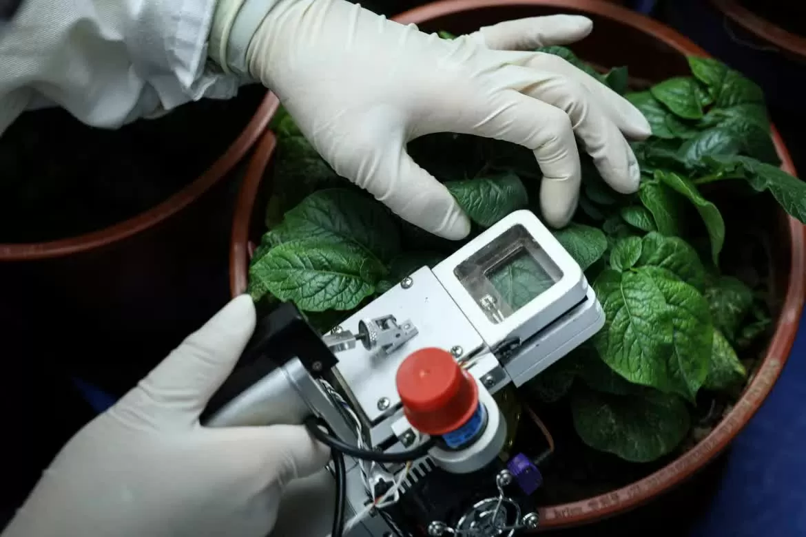 Bên trong khu nghiên cứu và phát triển giống khoai tây trong bối cảnh biến đổi khí hậu ở Trung Quốc Trung Quốc phát triển giống khoai tây sản lượng cao để ứng phó với biến đổi khí hậu