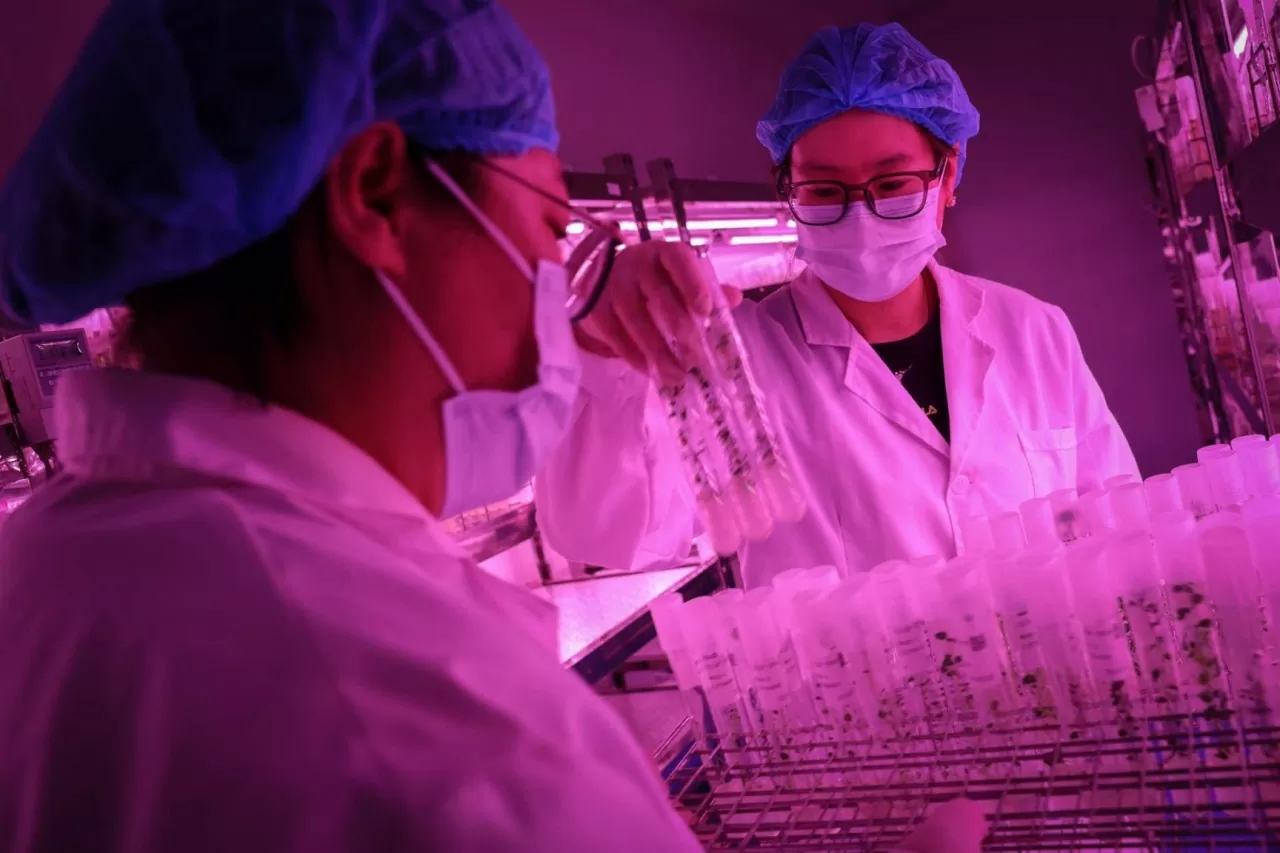 các ống nghiệm chứa cây khoai tây con trong phòng thí nghiệm nuôi cấy mô tại một cơ sở nghiên cứu thuộc CIP, ở quận Diên Khánh, Bắc Kinh, Trung Quốc các ống nghiệm chứa cây khoai tây con trong phòng thí nghiệm nuôi cấy mô tại một cơ sở nghiên cứu thuộc CIP, ở quận Diên Khánh, Bắc Kinh, Trung Quốc