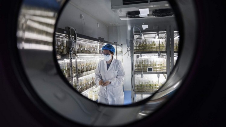 Trung Quốc phát triển giống khoai tây sản lượng cao để ứng phó với biến đổi khí hậu