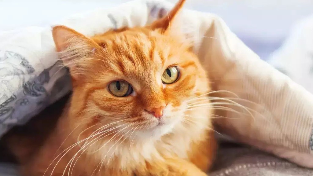 Tiết lộ bí ẩn bộ lông màu cam của mèo