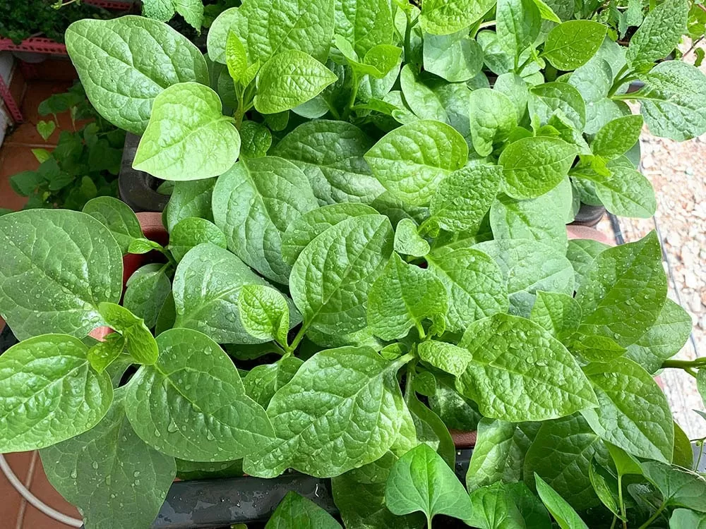 Sống xanh từ hành động nhỏ Sống xanh từ hành động nhỏ