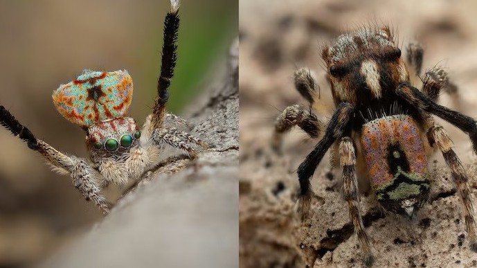 Australia tăng cường nỗ lực tìm hiểu, bảo tồn động vật không xương sống