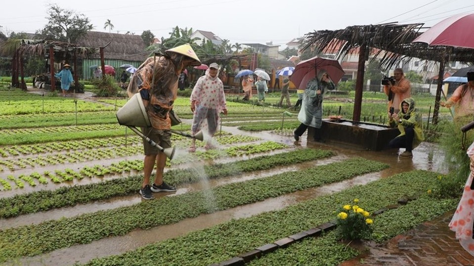 Đại biểu quốc tế hào hứng tham quan, trải nghiệm tại làng rau Trà Quế, Hội An