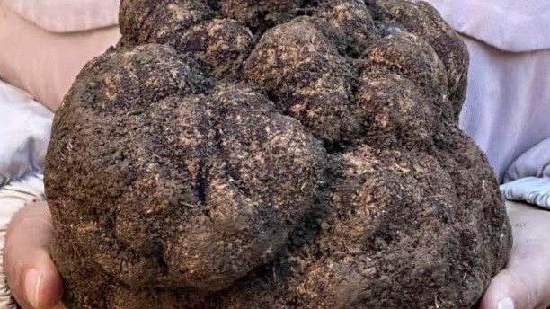 Tìm thấy nấm truffle nặng nhất tỉnh Vân Nam, Trung Quốc