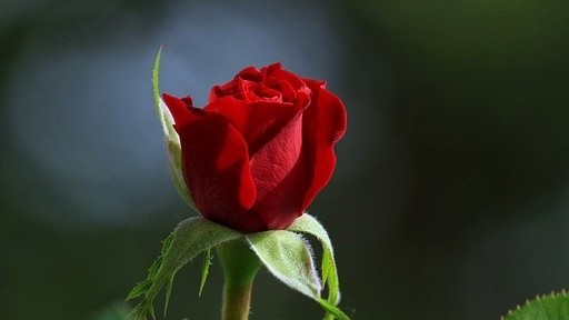 Năm loại hàng hóa không nên mua qua mạng