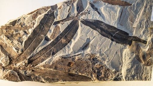 Phát hiện hóa thạch loài thực vật cổ đại 47 triệu năm tại Mỹ