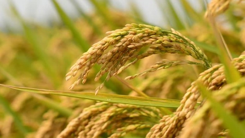 Trung Quốc tìm ra cách chỉnh sửa gene giúp cây trồng thích ứng với biến đổi khí hậu