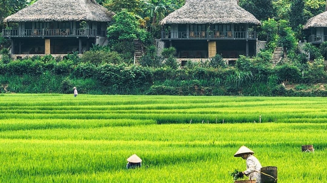 Hòa Bình là điểm đến đẹp nhất thế giới, nổi bật với những cánh đồng lúa trải dài bất tận