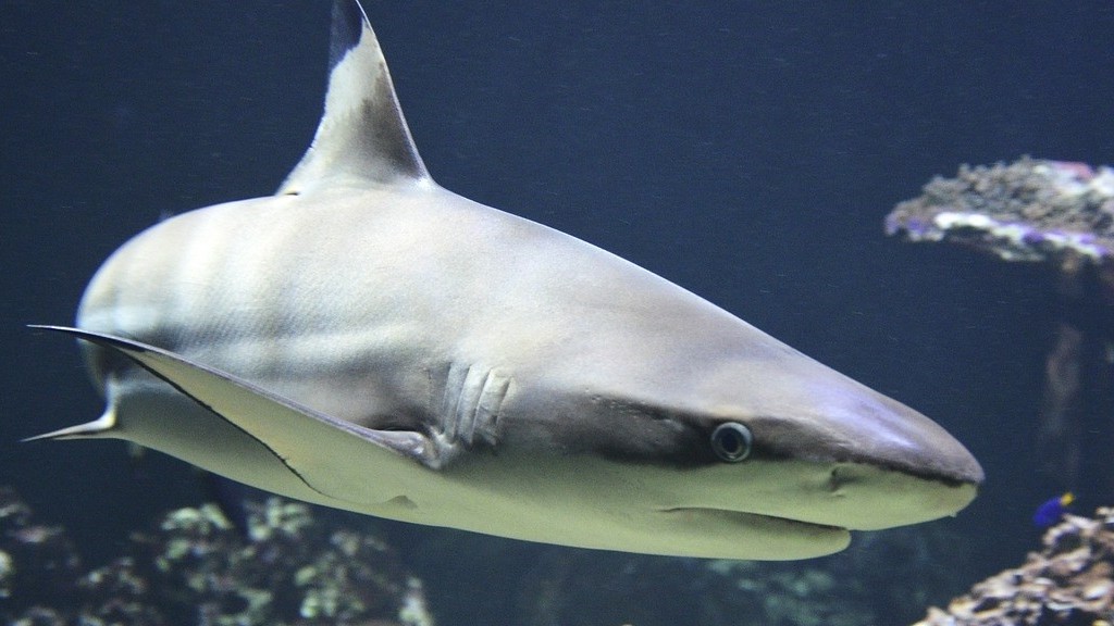 Gắn đèn LED có thể ngăn chặn cá mập tấn công