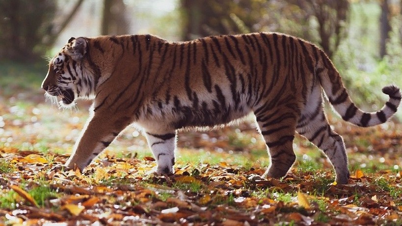 Hổ dữ liên tục tấn công người tại Ấn Độ