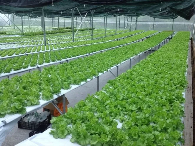 Bình Phước kêu gọi doanh nghiệp ứng dụng công nghệ cao, doanh nghiệp khoa học công nghệ trong lĩnh vực nông nghiệp Bình Phước kêu gọi doanh nghiệp ứng dụng công nghệ cao, doanh nghiệp khoa học công nghệ trong lĩnh vực nông nghiệp