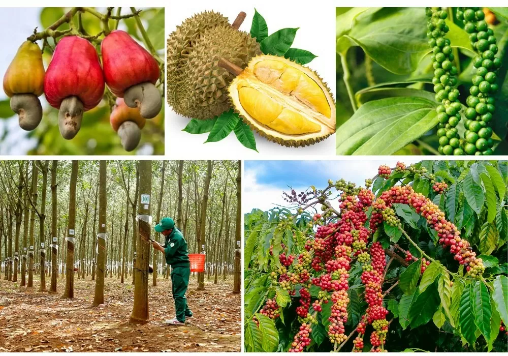 Nông sản Bình Phước Nông sản Bình Phước