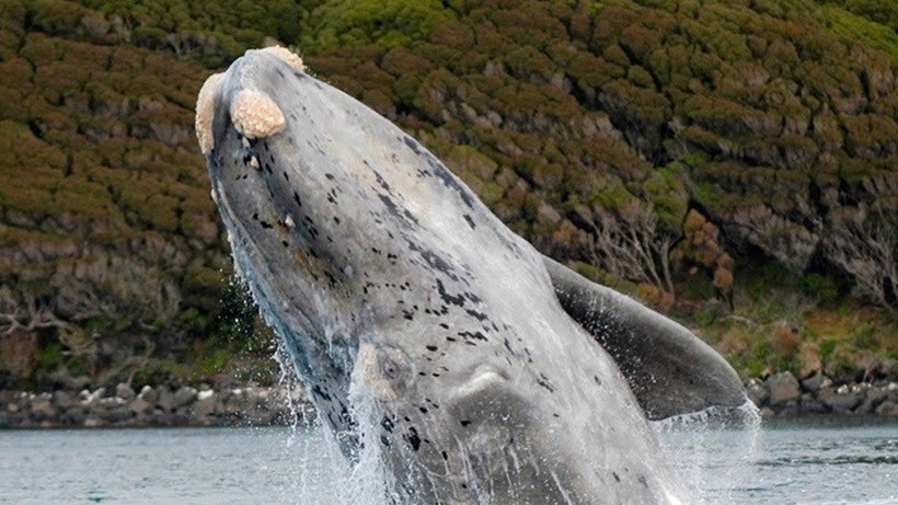 Phát hiện mới, một số loài cá voi có thể sống hơn 100 năm