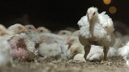 Nhật Bản bùng phát đợt cúm gia cầm thứ 19 trong mùa dịch hiện tại