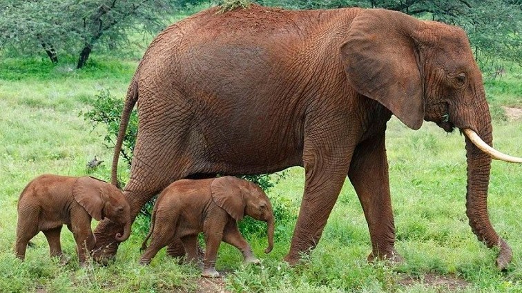 Kenya ghi nhận cặp voi song sinh thứ 3 chào đời trong 3 năm