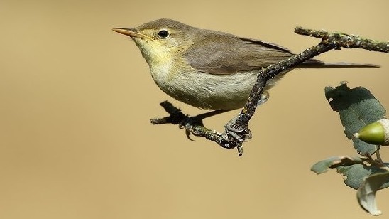 Algeria nỗ lực bảo vệ, giải cứu chim sẻ vàng khỏi thợ săn
