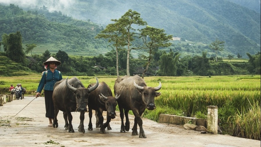 Trải nghiệm văn hóa dân tộc Thái tại Mù Cang Chải, Yên Bái