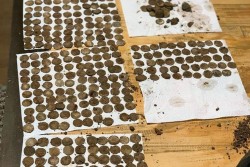Đôi bạn tìm thấy kho báu đồng xu thời Trung cổ khi dò tìm kim loại