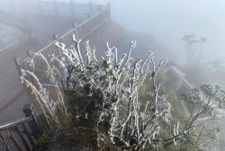 Băng tuyết phủ trắng xóa mái nhà, cây cối nhiều khu vực ở Lào Cai