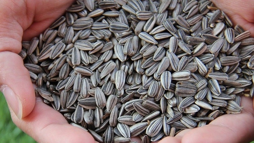 5 loại hạt hỗ trợ quá trình đốt cháy mỡ bụng