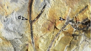 Hóa thạch thực vật 410 triệu năm tìm thấy tại Trung Quốc