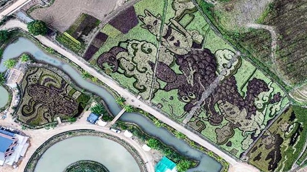 Biến cánh đồng lúa thành tác phẩm nghệ thuật độc đáo