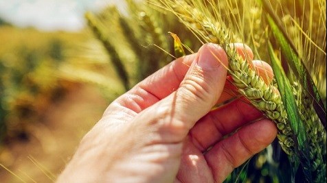 Argentina có thể khôi phục vị trí nước xuất khẩu lúa mạch thứ 2 thế giới