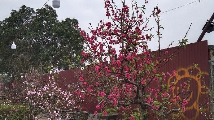 Cách chăm sóc đào, quất dịp Tết Nguyên đán mang lại không khí ấm áp, đón nhiều may mắn, tài lộc