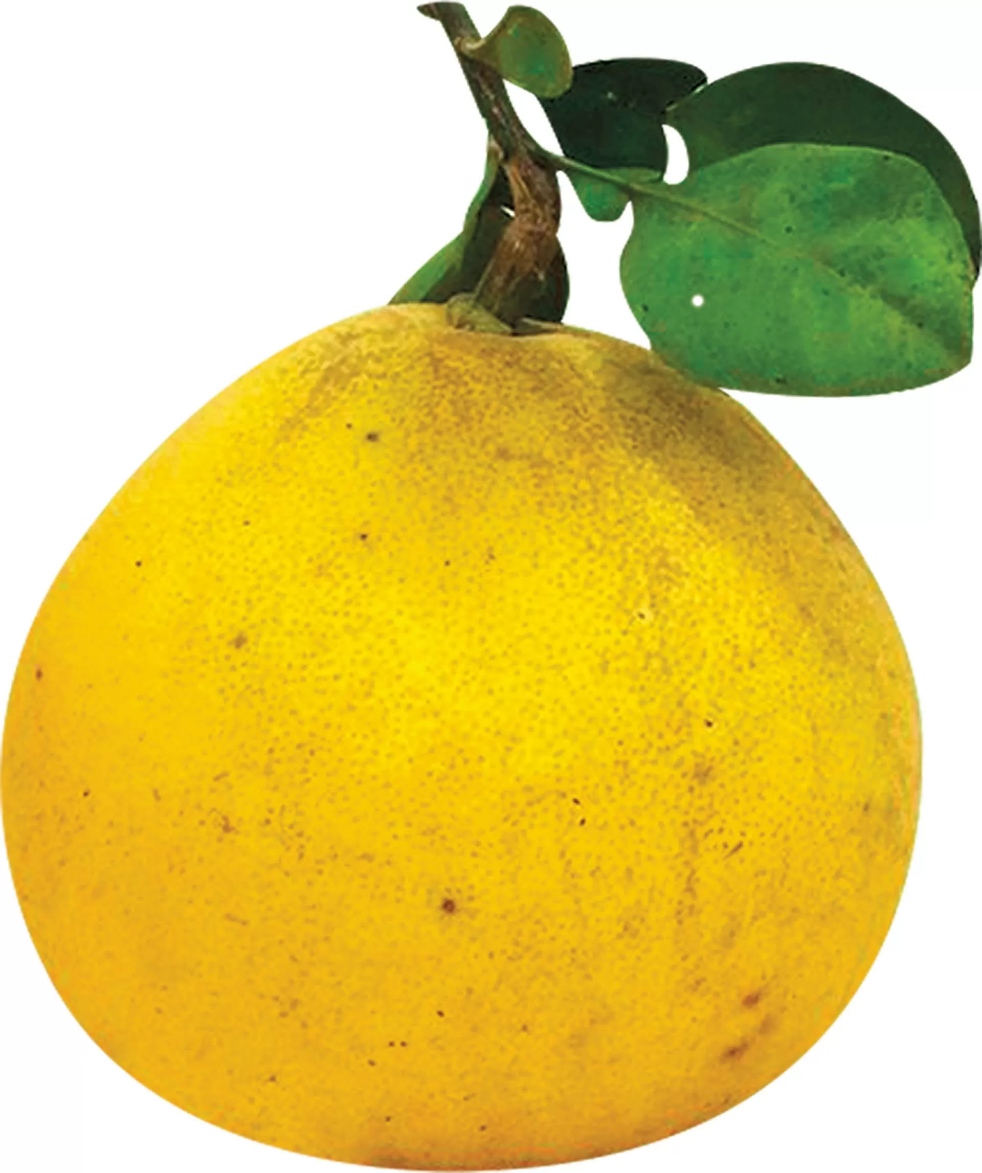 Hương bưởi Diễn bay xa Hương bưởi Diễn bay xa