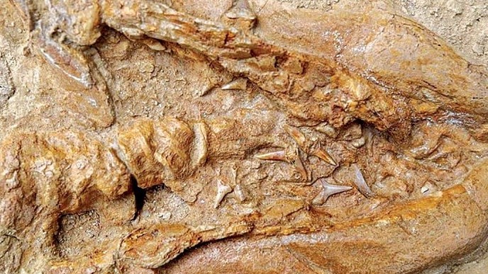 Peru tìm thấy hóa thạch tổ tiên 9 triệu tuổi của loài cá mập trắng lớn