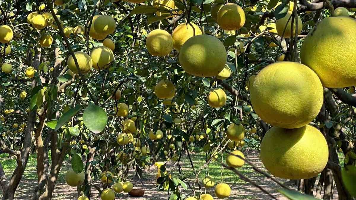 Hương bưởi Diễn bay xa