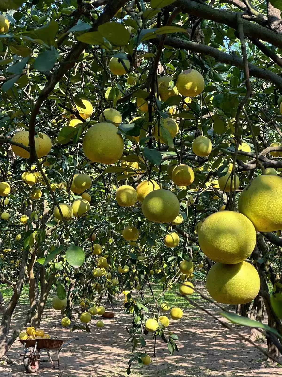 Hương bưởi Diễn bay xa Hương bưởi Diễn bay xa