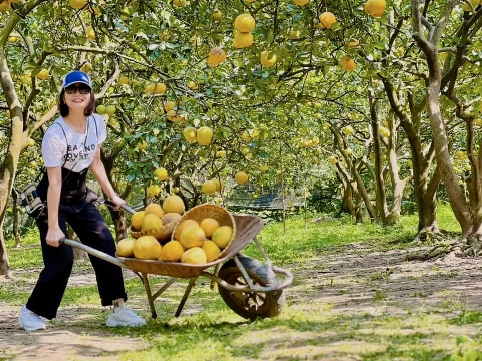 Hương bưởi Diễn bay xa Hương bưởi Diễn bay xa