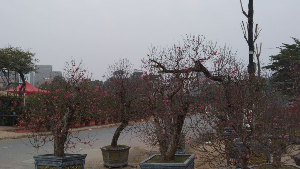 Dự báo thời tiết dịp Tết Ất Tỵ 2025 (26 tháng Chạp - mùng 5 Tết): Bắc Bộ, Bắc Trung Bộ trời rét, khả năng xảy ra rét đậm, rét hại; phía Nam ngày nắng