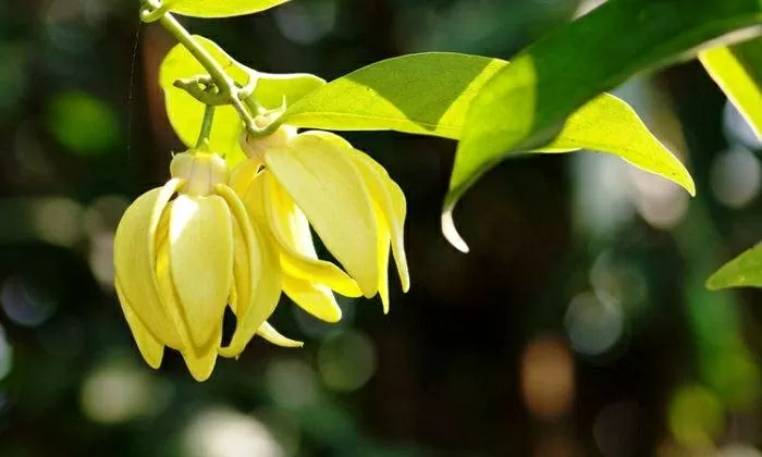 Lựa chọn hoa trưng trên bàn thờ ngày Tết sao cho phù hợp