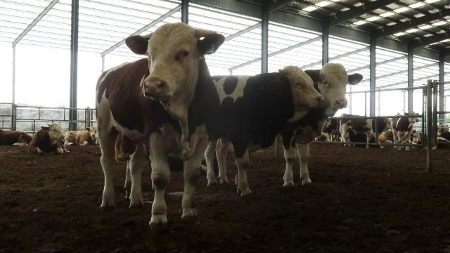 Lo ngại dịch bệnh, Trung Quốc cấm nhập khẩu thịt từ nhiều nước