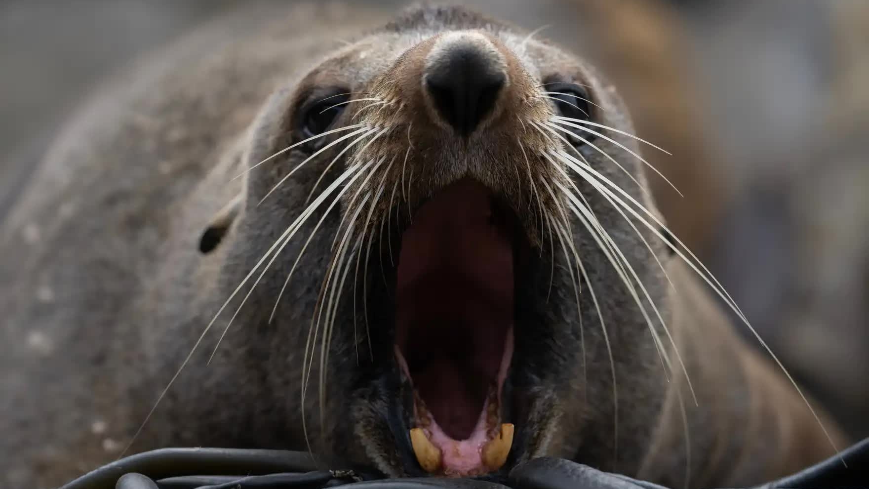 Hình ảnh đáng yêu của động vật hoang dã